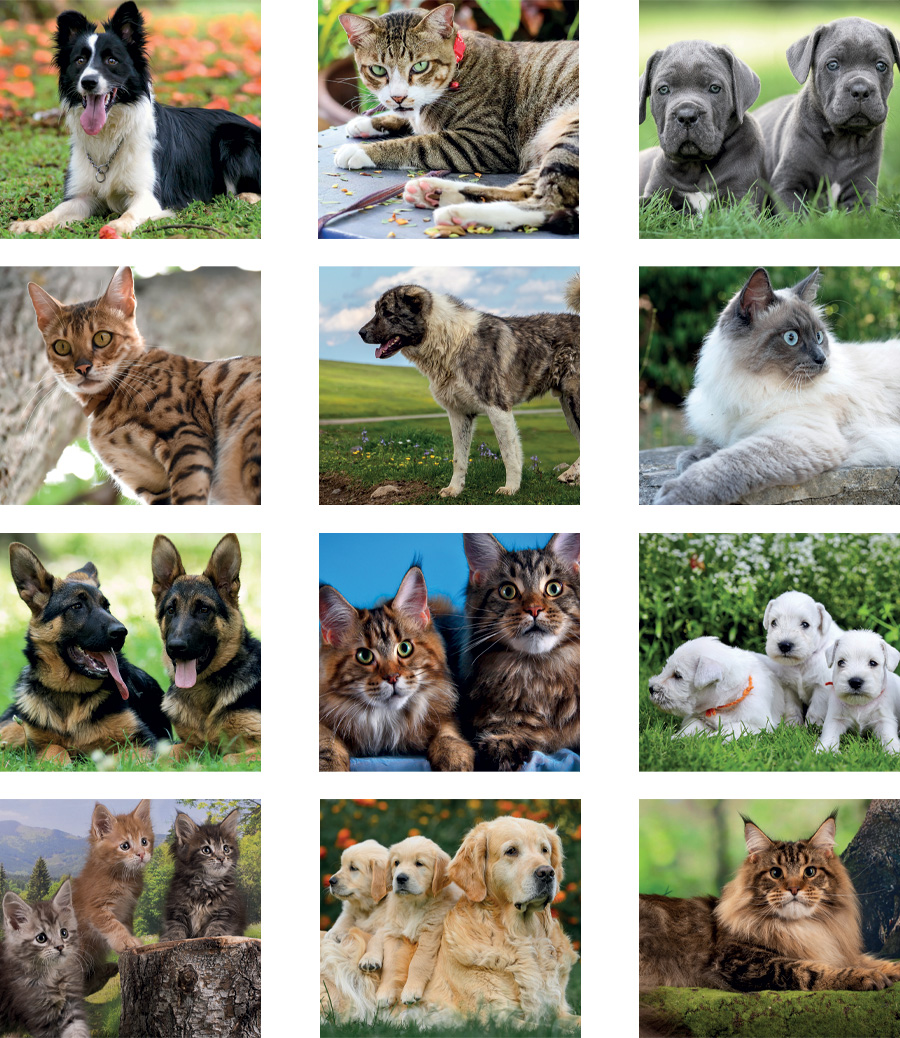 Calendario olandesino Cani e Gatti